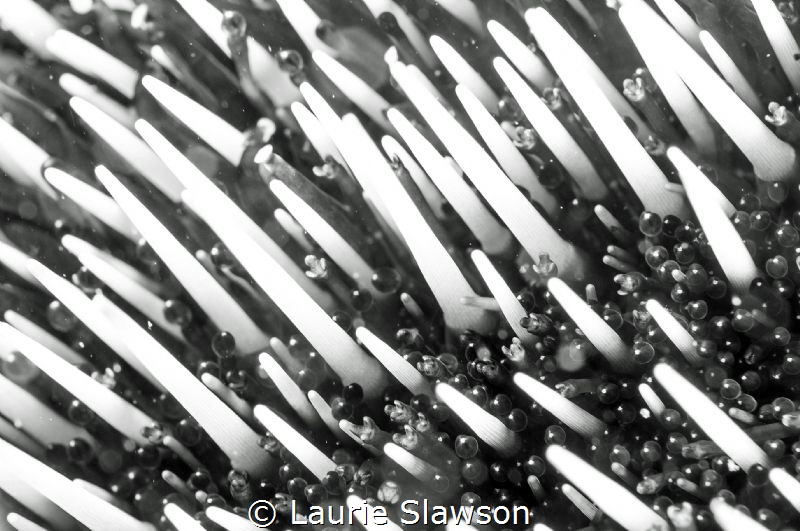 Brown sea urchin photographed with a 60 mm macro lens and... by Laurie Slawson 