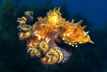 I followed this small octopus for a wile and it changed i... by João Paulo Krajewski 