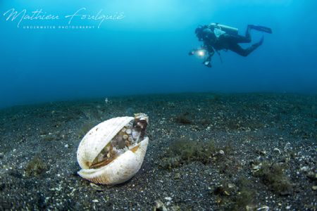 coconut octopus and diver (Lembeh) by Mathieu Foulquié 