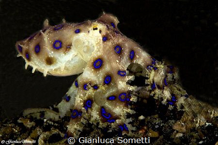 Blue ringed octopus by Gianluca Sometti 