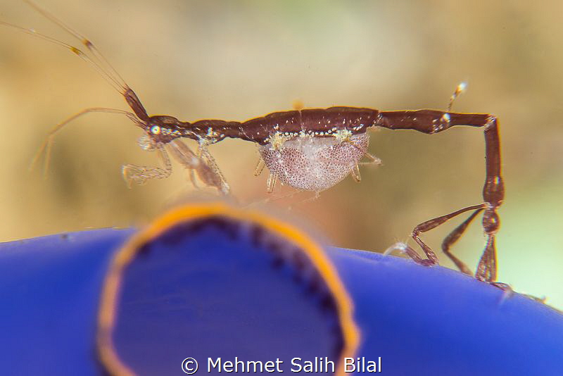 Skeleton shrimp with parasite. 
Nikon D800, 105, SMC and... by Mehmet Salih Bilal 