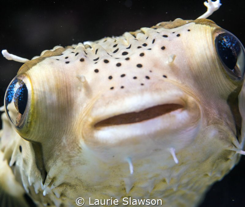 Porcupine fish photographed at Puerto Vallarta, Mexico wi... by Laurie Slawson 