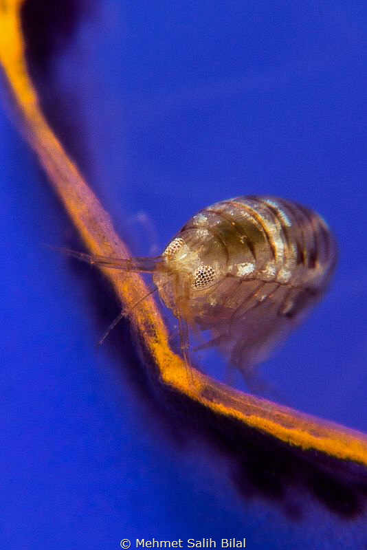 Lady bug on blue turnicate. by Mehmet Salih Bilal 