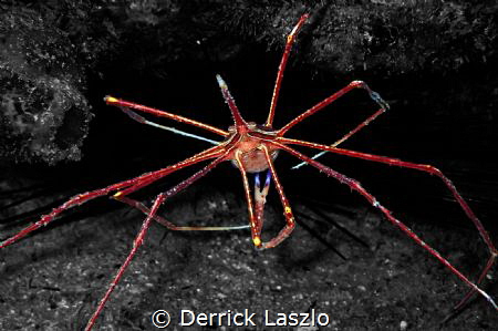 Arrow Crab
Selective Colouring Edit
Camera: TG4 by Derrick Laszlo 
