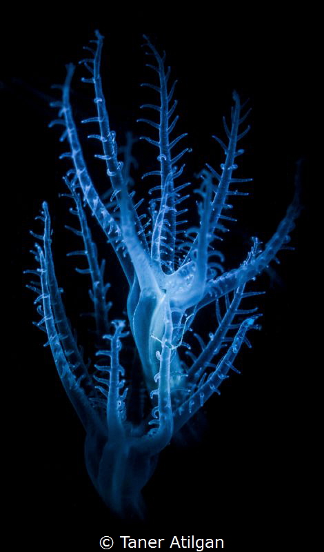 Snooted seapen polyps w/blue filter by Taner Atilgan 