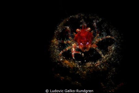 Neomundi olivarae squat lobster guarding its lair. 
Snoo... by Ludovic Galko-Rundgren 