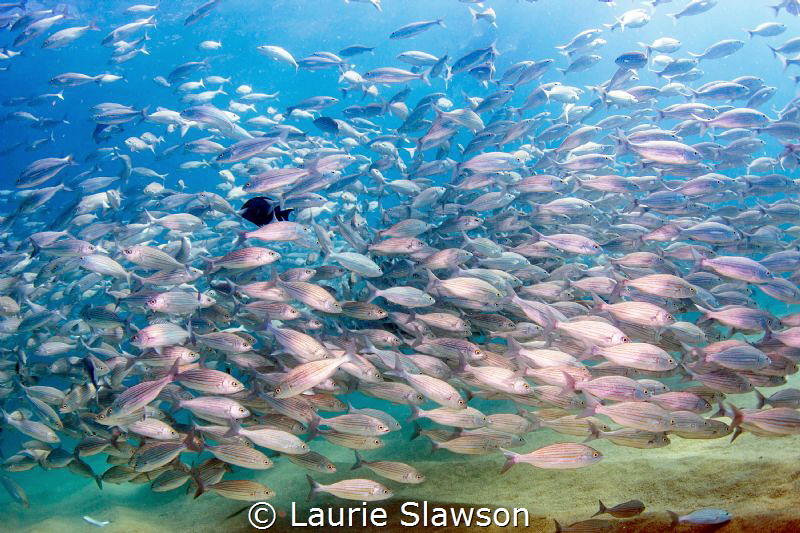 School of wavy-lined grunts at Cabo San Lucas, Mexico. by Laurie Slawson 