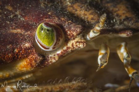 Closer view of a Crab's eye by Mario Robillard 
