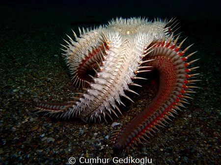 Astropecten aranciacus
Red comb seastar by Cumhur Gedikoglu 