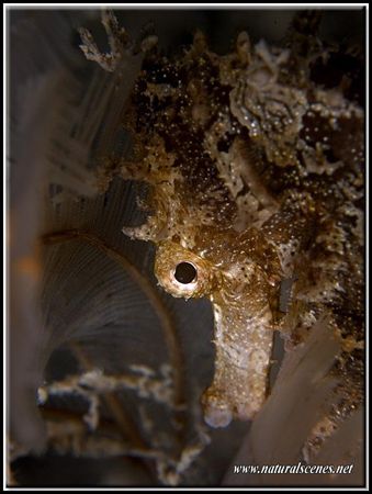 This sea horse was trying to hide behind these feathery h... by Yves Antoniazzo 