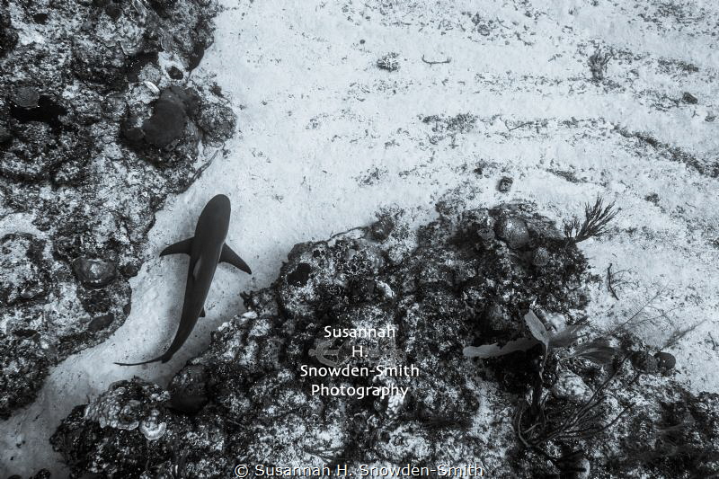 "Exiting The Maze" - A Caribbean reef shark threads throu... by Susannah H. Snowden-Smith 