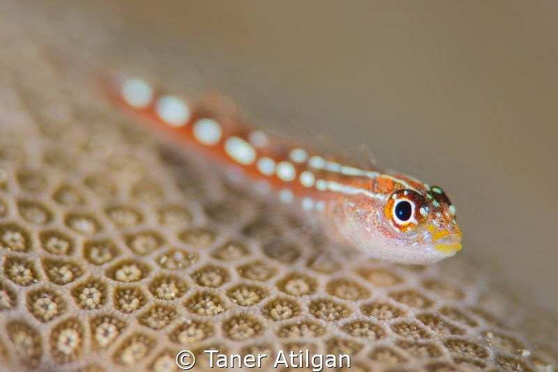 Tiny goby - no crop by Taner Atilgan 