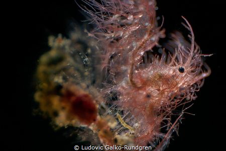 Hairy shrimp (Everybody's got a hairy heart). by Ludovic Galko-Rundgren 