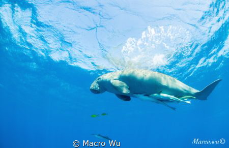 Swim with mermaids,Dugong ! by Macro Wu 