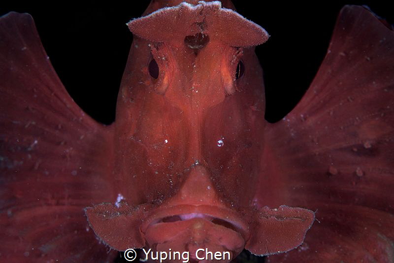 Paddle-flap Scorpionfish/Anilao, ,Philippines/Canon 5D Ma... by Yuping Chen 