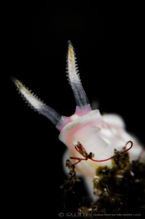 S M C 2
Nudibranch (Ceratosoma sp. 01)
Tulamben, Indone... by Irwin Ang 