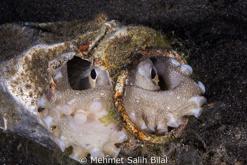 The octopus in the iron mask. by Mehmet Salih Bilal 