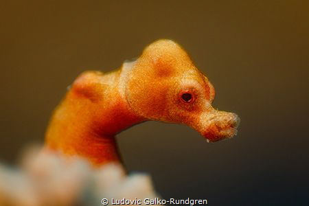 Denise pygmy seahorse portrait by Ludovic Galko-Rundgren 