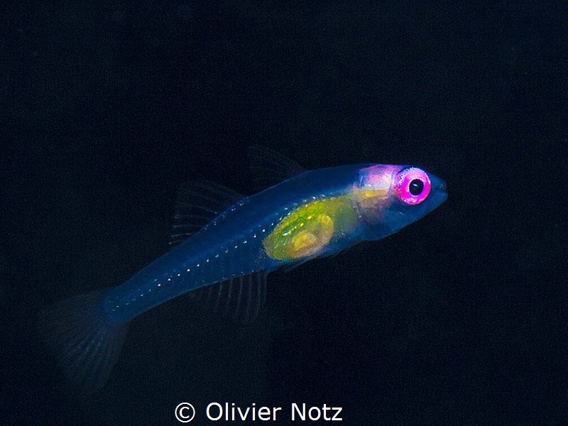Translucent juvenile fish (around 1 cm / 1/2") by Olivier Notz 