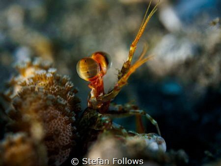 Gesticulated

Mantis Shrimp - Lysiosquilla sp.

Padag... by Stefan Follows 