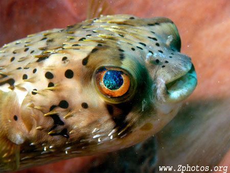 Balloonfish simply have the coolest eyes by Zaid Fadul 
