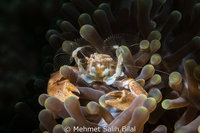 Porcelein crab filter feeding. by Mehmet Salih Bilal 