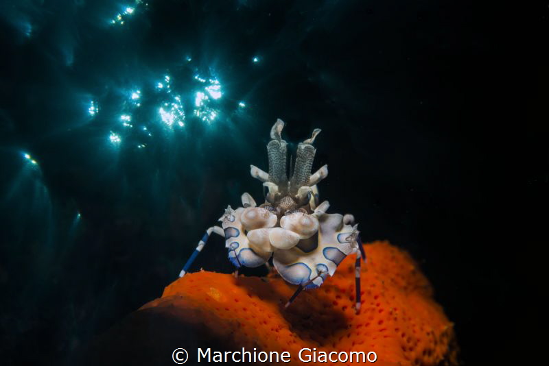 Hymenocera picta on red sea star , double exposition.
Ni... by Marchione Giacomo 