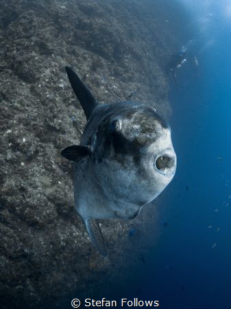 Hey you ... !

Southern Ocean Sunfish - Mola ramsayi

... by Stefan Follows 
