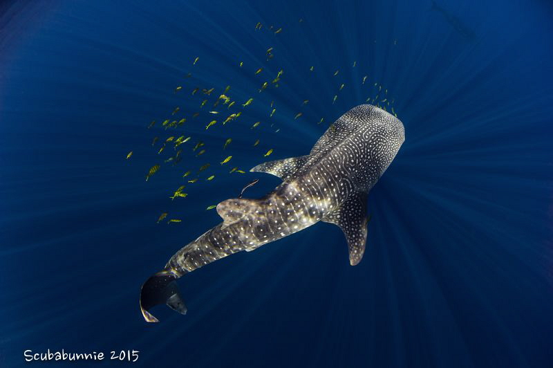 Whaleshark by Tracey Jennings 