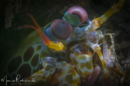 Mantis shrimp under the snoot by Mario Robillard 