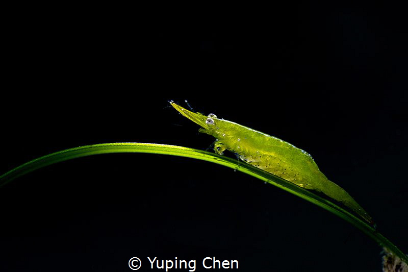 Bignose seagrass shrimp/Anilao,Philippine/Canon 5D MarkIV... by Yuping Chen 
