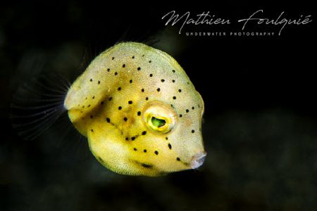 juvenile boxfish by Mathieu Foulquié 