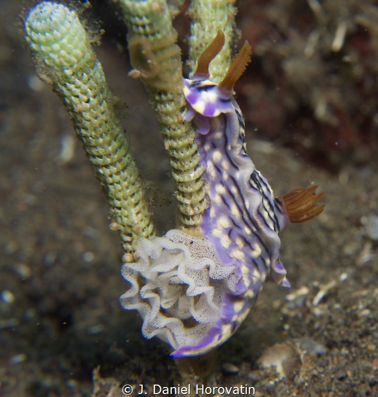 Nudibranch laying eggs by J. Daniel Horovatin 