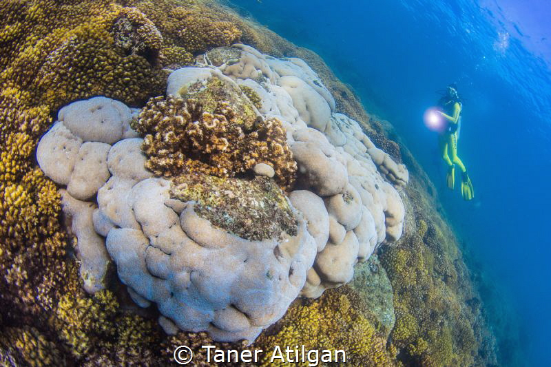 Corals - Manual white balance, no strobes by Taner Atilgan 