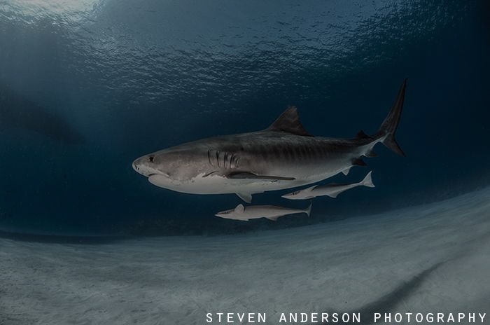 Clear water and happy reef systems promote healthy sharks... by Steven Anderson 
