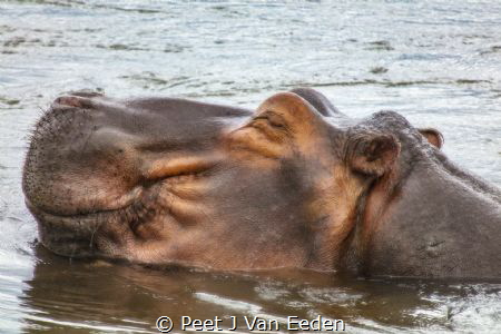 Happy Hippo in the mighty Zambezi river by Peet J Van Eeden 