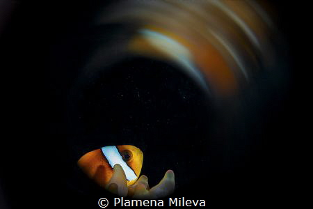 Nemo sought lights by Plamena Mileva 