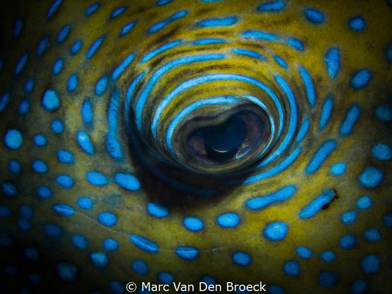 blue circle eyes by Marc Van Den Broeck 