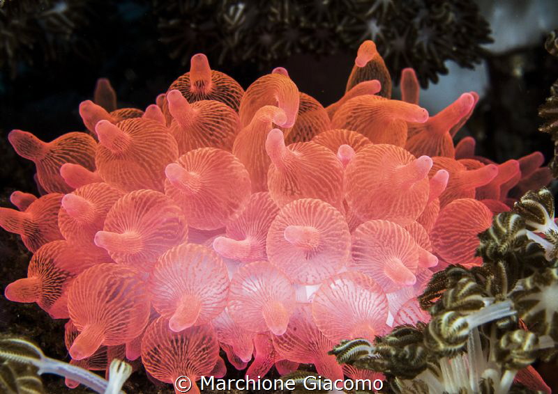 Red anemone . Komodo.
Nikon D200 . 60 macro . Two strobo by Marchione Giacomo 