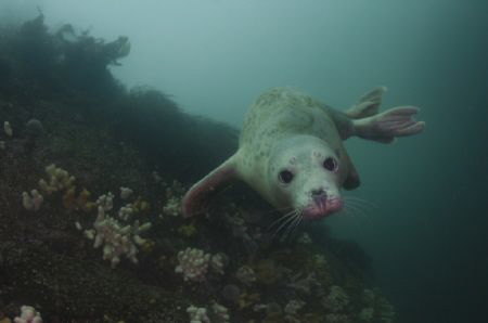 A cute seal at the Farn Islands UK by Graham Watters 