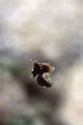 Free swimming Weedy Pygmy Seahorse. I found small colonie... by Richard Smith 