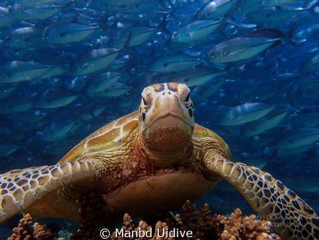TURTLE
Borneo Divers Mabul by Manbd Uidive 