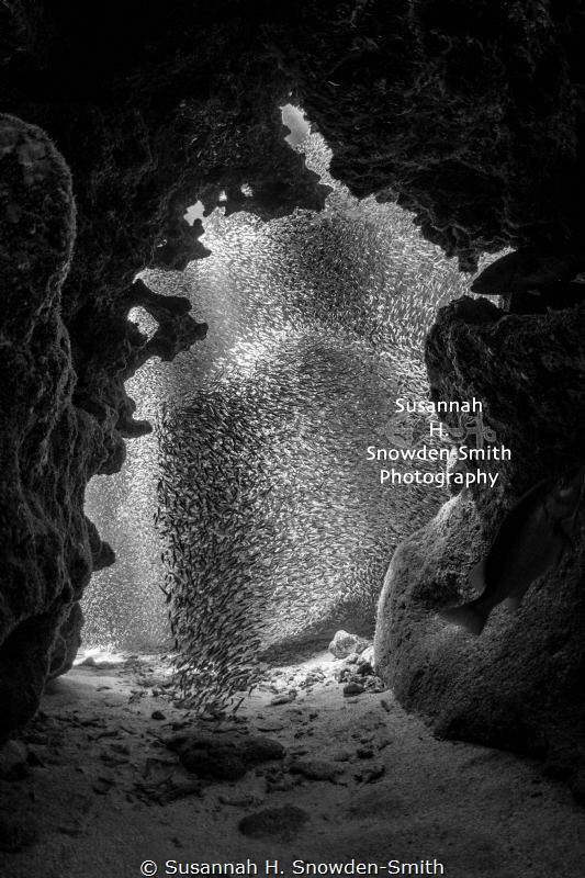 “Swarm”
Silversides look like a swarm of bees as they ra... by Susannah H. Snowden-Smith 