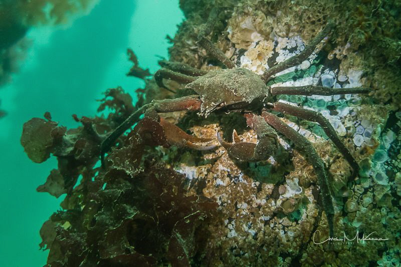 Red Rock Crab nestled on a piling at Dickman Mill Park, P... by Chris Mckenna 