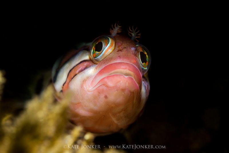 Tiny and curious klipfish poses in my snoot light. by Kate Jonker 