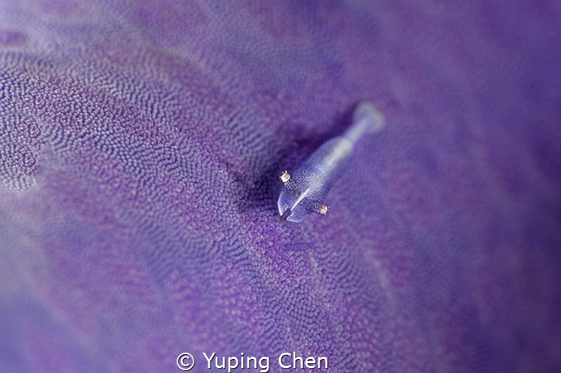 Seastar Shrimp/Anilao,Philippine/Canon 5D MarkIV, 100mm m... by Yuping Chen 
