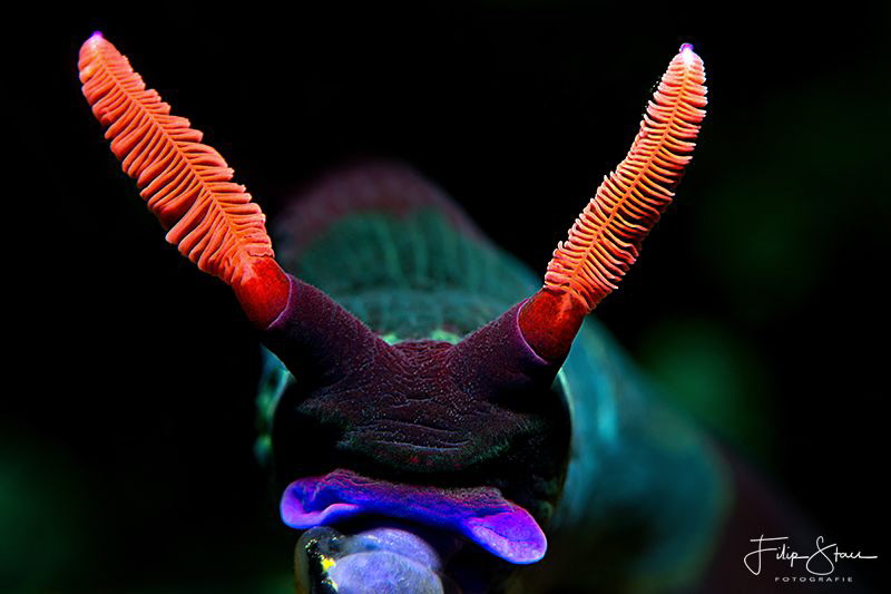 Close up of a nembrotha, Puerto Galera, The Philippines. by Filip Staes 