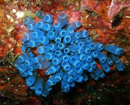 Colony of blue sea squirts by Alex Lim 