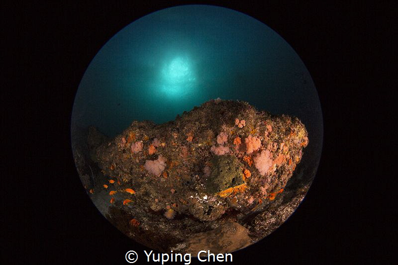 Cold and colorful/Aliwal Shoals,Durban,South Africa/Canon... by Yuping Chen 