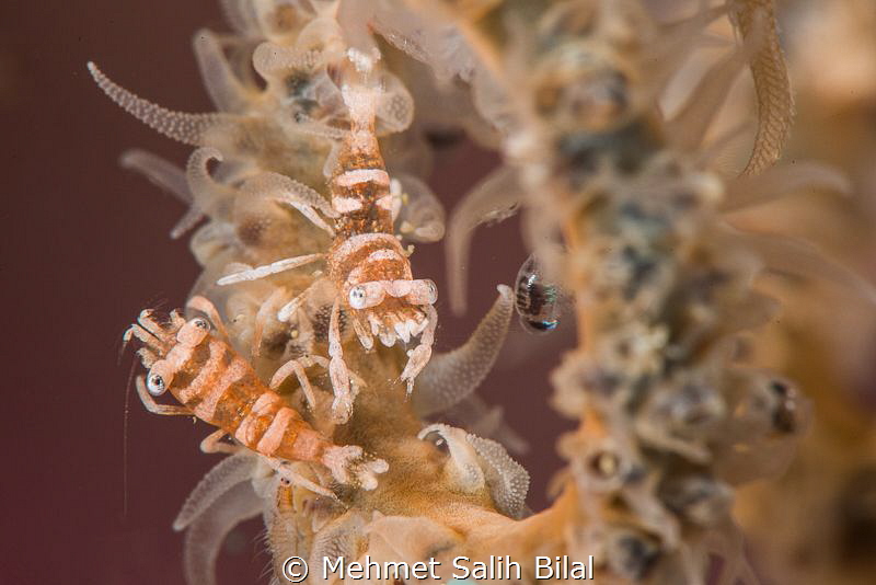 Wire coral shrimps. by Mehmet Salih Bilal 